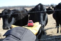Cattle up &middot; Boswell, OK &middot; January 9, 2010 &middot; Christina DeLisser