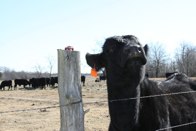 Moooo! &middot; Boswell, OK &middot; January 9, 2010 &middot; Christina DeLisser