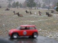 Elk &middot; Estes Park, CO &middot; April 24, 2010 &middot; Michael Flinders