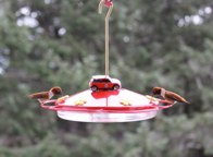 Two Rufous males &middot; Seattle Washington &middot; April 2, 2010 &middot; Barb Chapman