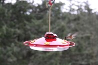 Female Rufous hummingbird &middot; Seattle Washington &middot; April 2, 2010 &middot; Barb Chapman
