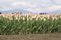 Pink Tulips &middot; Skagit Valley, Washington &middot; March 20, 2010 &middot; Barb Chapman