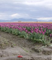 Rows of Tulips &middot; Skagit Valley, Washington &middot; March 20, 2010 &middot; Barb Chapman