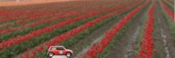Lil’ Red meets Red Tulips &middot; Skagit Valley, Washington &middot; March 20, 2010 &middot; Barb Chapman