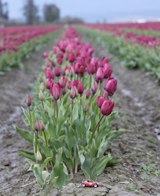 Natures beauty &middot; Skagit Valley, Washington &middot; March 20, 2010 &middot; Barb Chapman