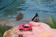 Ducks in the castle pond &middot; Disneyland- Anaheim, CA &middot; January 20, 2009 &middot; Joie Stangland