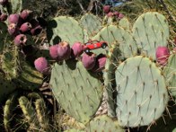 Prickly Pear Cactus &middot; Sedona, AZ &middot; October 6, 2008 &middot; Ryan’s Mom