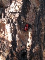 Pine Tree Trunk &middot; Oakcreek Canyon, AZ &middot; October 6, 2008 &middot; Ryan’s Mom