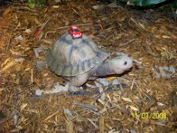 Friendly Turtle &middot; Animal Kingdom, FL &middot; November 3, 2008 &middot; Tim Graves