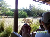 Rhinoceros &middot; Animal Kingdom, FL &middot; November 3, 2008 &middot; Tim Graves