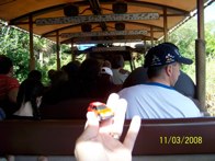 Animal Kingdom &middot; Disney World, FL &middot; November 3, 2008 &middot; Tim Graves