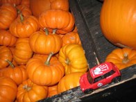 Mini Pumpkins for a Mini &middot; Dallas, TX &middot; September 28, 2008 &middot; Dickdavid