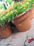 Pepper Plants &middot; Dallas, TX &middot; September 28, 2008 &middot; Dickdavid