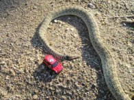 Rattlesnake &middot;  Robbs Flatt, SD &middot; September 12, 2008 &middot; Lori Neuhauser