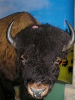 Buffalo  &middot; Deadwood, SD &middot; September 12, 2008 &middot; Lori Neuhauser