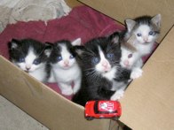 Kittens  &middot; Neuhauser Ranch, SD &middot; September 12, 2008 &middot; Lori Neuhauser