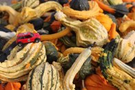 Shades of Fall &middot; Alexandria, Virginia &middot; October  25, 2015 &middot; Ryan’s Mom
