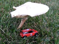 Mushroom  &middot; RMA HQ &middot; September 15, 2008 &middot; Ryan’s Dad