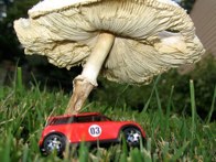 Mushroom  &middot; RMA HQ &middot; September 15, 2008 &middot; Ryan’s Dad