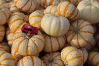 Shades of Fall &middot; Alexandria, Virginia &middot; October  25, 2015 &middot; Ryan’s Mom