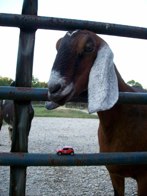 Maizy the Goat &middot; Belly Acres Farm MD &middot; August 21, 2008 &middot; Darren Guzzone