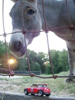 Odie the Donkey &middot; Belly Acres Farm MD &middot; August 21, 2008 &middot; Darren Guzzone