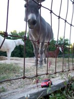 George, Odie, & Maizy  &middot; Belly Acres Farm MD &middot; August 21, 2008 &middot; Darren Guzzone