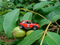 Mockernut Hickory &middot; Kennesaw GA &middot; August 14, 2008 &middot; Mark Curtis