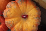 Shades of Fall &middot; Alexandria, Virginia &middot; October  25, 2015 &middot; Ryan’s Mom