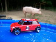 Obi wan the Pig &middot; Belly Acres Farm MD &middot; August 5, 2008 &middot; Darren Guzzone