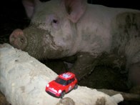 Anakin the Pig &middot; Belly Acres Farm MD &middot; August 5, 2008 &middot; Darren Guzzone