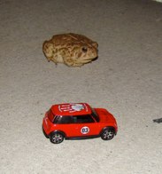 American Toad &middot; Oklahoma State Line &middot; July 27, 2008 &middot; Mark Curtis