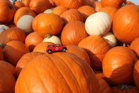 Shades of Fall &middot; Alexandria, Virginia &middot; October  25, 2015 &middot; Ryan’s Mom