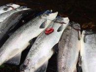 Success - Coho Salmon &middot; Prince of Wales, Alaska &middot; October 10, 2015 &middot; Robert Verela