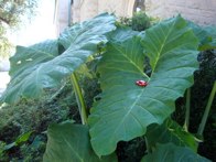 Elephant Ears at Tulane Univ. New Orleans, Louisiana &middot; September 2010 &middot; Catherine Miller