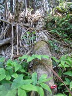 Within the trees &middot; Maui, Hawaii &middot; July 6, 2010 &middot; Sharon Mayo