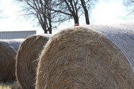 Hay &middot; Boswell, OK &middot; January 9, 2010 &middot; Christina DeLisser