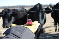 Cattle up &middot; Boswell, OK &middot; January 9, 2010 &middot; Christina DeLisser