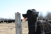 Moooo! &middot; Boswell, OK &middot; January 9, 2010 &middot; Christina DeLisser