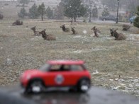 Elk &middot; Estes Park, CO &middot; April 24, 2010 &middot; Michael Flinders