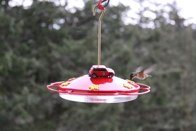 Female Rufous hummingbird &middot; Seattle Washington &middot; April 2, 2010 &middot; Barb Chapman