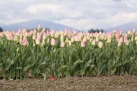Pink Tulips &middot; Skagit Valley, Washington &middot; March 20, 2010 &middot; Barb Chapman