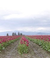 Purple Tulips &middot; Skagit Valley, Washington &middot; March 20, 2010 &middot; Barb Chapman