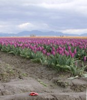 Rows of Tulips &middot; Skagit Valley, Washington &middot; March 20, 2010 &middot; Barb Chapman