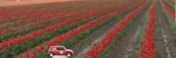 Lil’ Red meets Red Tulips &middot; Skagit Valley, Washington &middot; March 20, 2010 &middot; Barb Chapman
