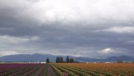 Vivid color on a grey day &middot; Skagit Valley, Washington &middot; March 20, 2010 &middot; Barb Chapman