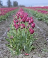 Natures beauty &middot; Skagit Valley, Washington &middot; March 20, 2010 &middot; Barb Chapman