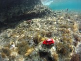 Diving &middot; CocoCay, Bahamas &middot; May 3, 2011 &middot; Matt Diendorf