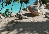 Two curious Iguanas Yucatan Peninsula Mexico December 16, 2010 &middot; Barb & Bud Chapman