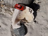 Sea shell &middot; Aruba &middot; January 28, 2011 &middot; Marlene Friedlander